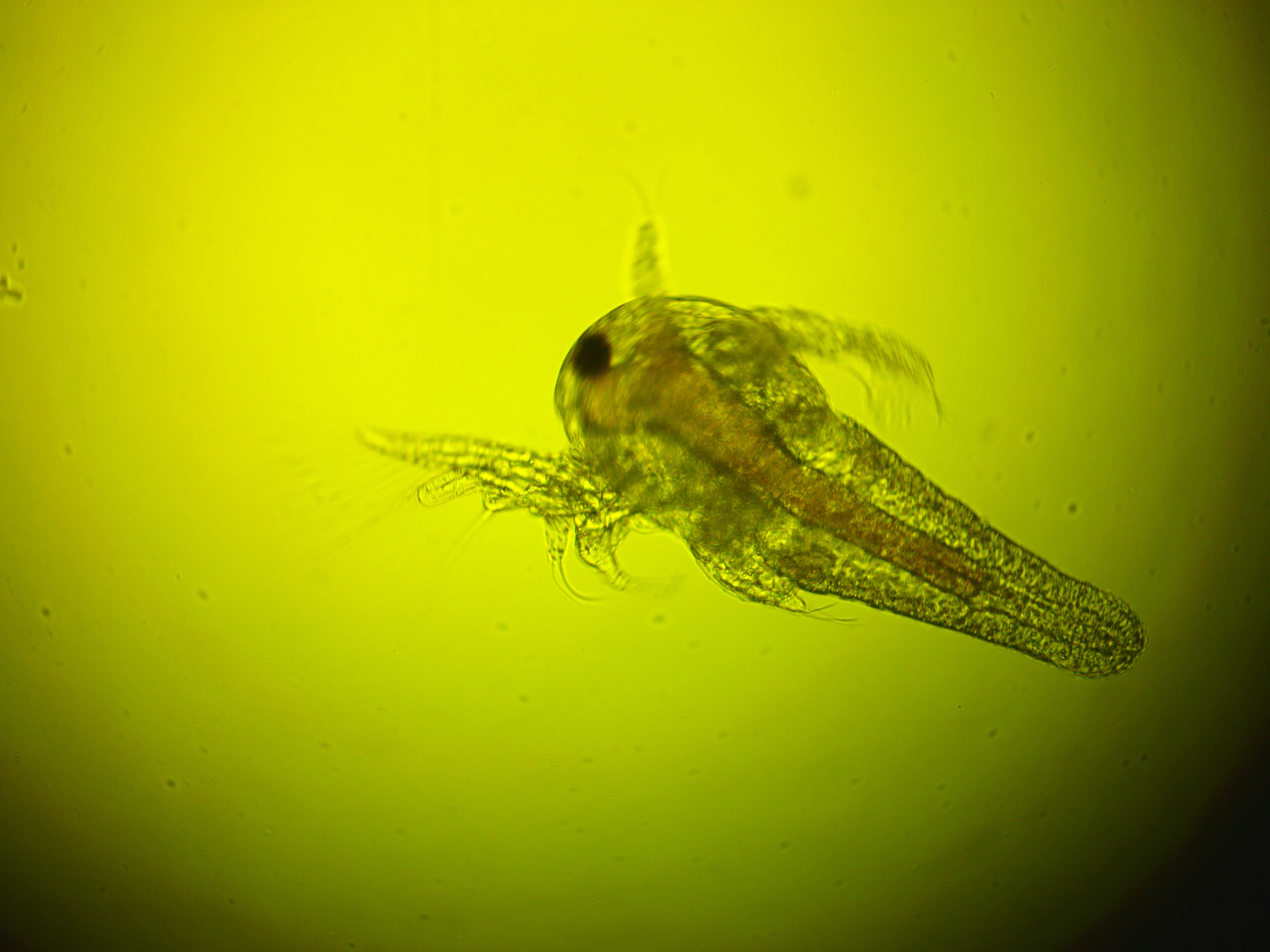Figura 2. Los bioindicadores y biomarcadores como herramientas de diagnóstico ambiental.