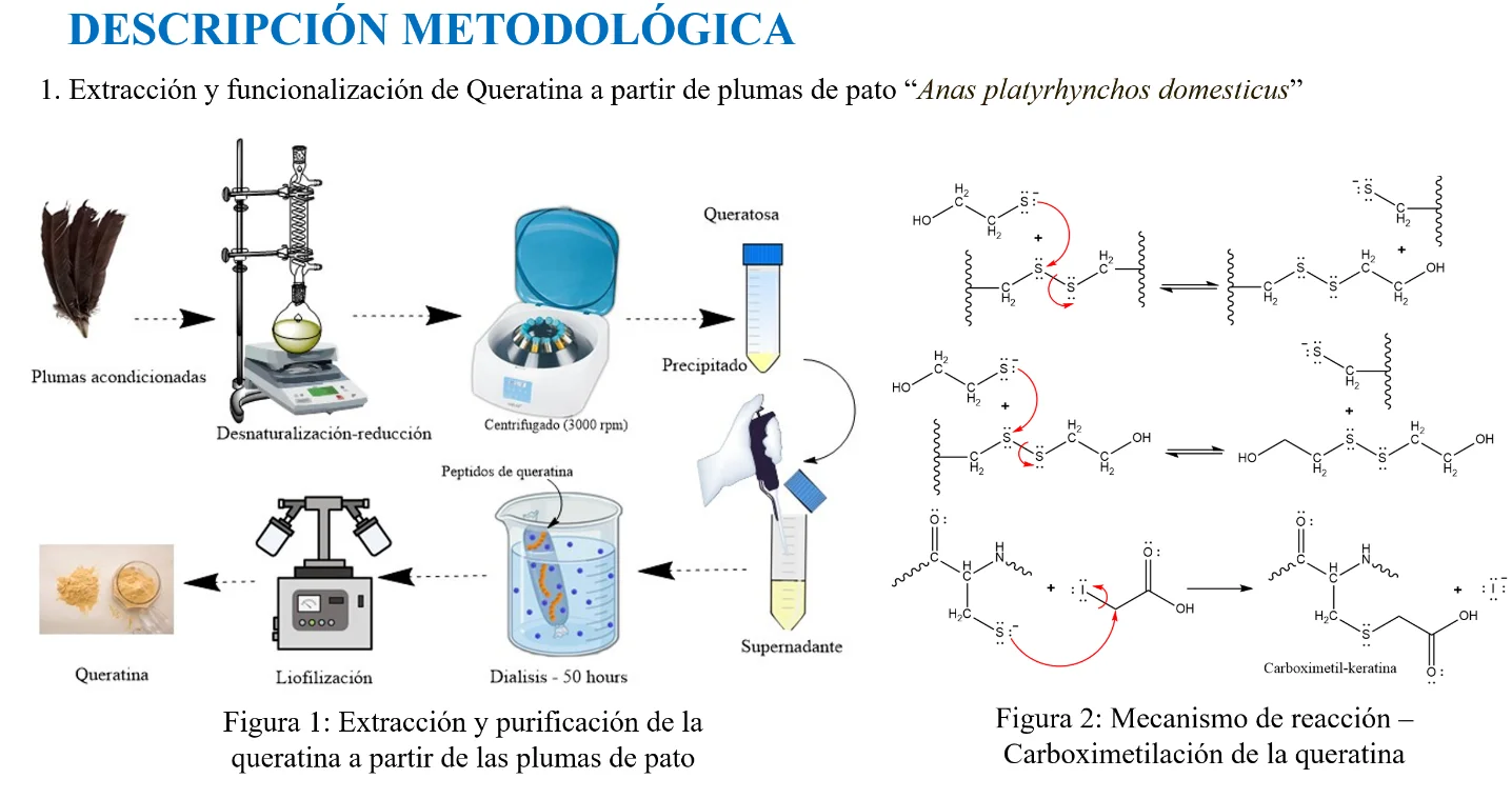 Síntesis de innovadoras nanopartículas magnéticas de queratina tipo core/shell (MgFe₂O₄/Ket-COOH) a partir de residuos avícolas para la remoción eficiente de sobrecarga de metales en sistemas acuosos